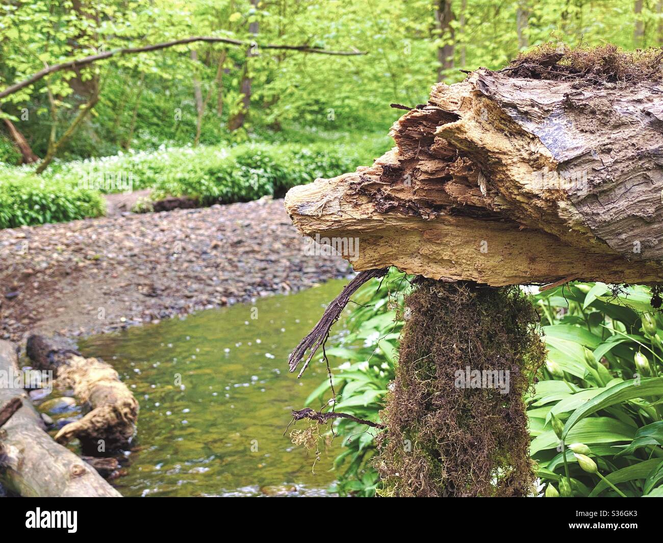 Mature trees in a rural British forest during golden hour. Scenic woodland trail along the banks of a small stream. Beauty in nature. Closeup view of fallen tree over river - Smartphone Captured Stock Image