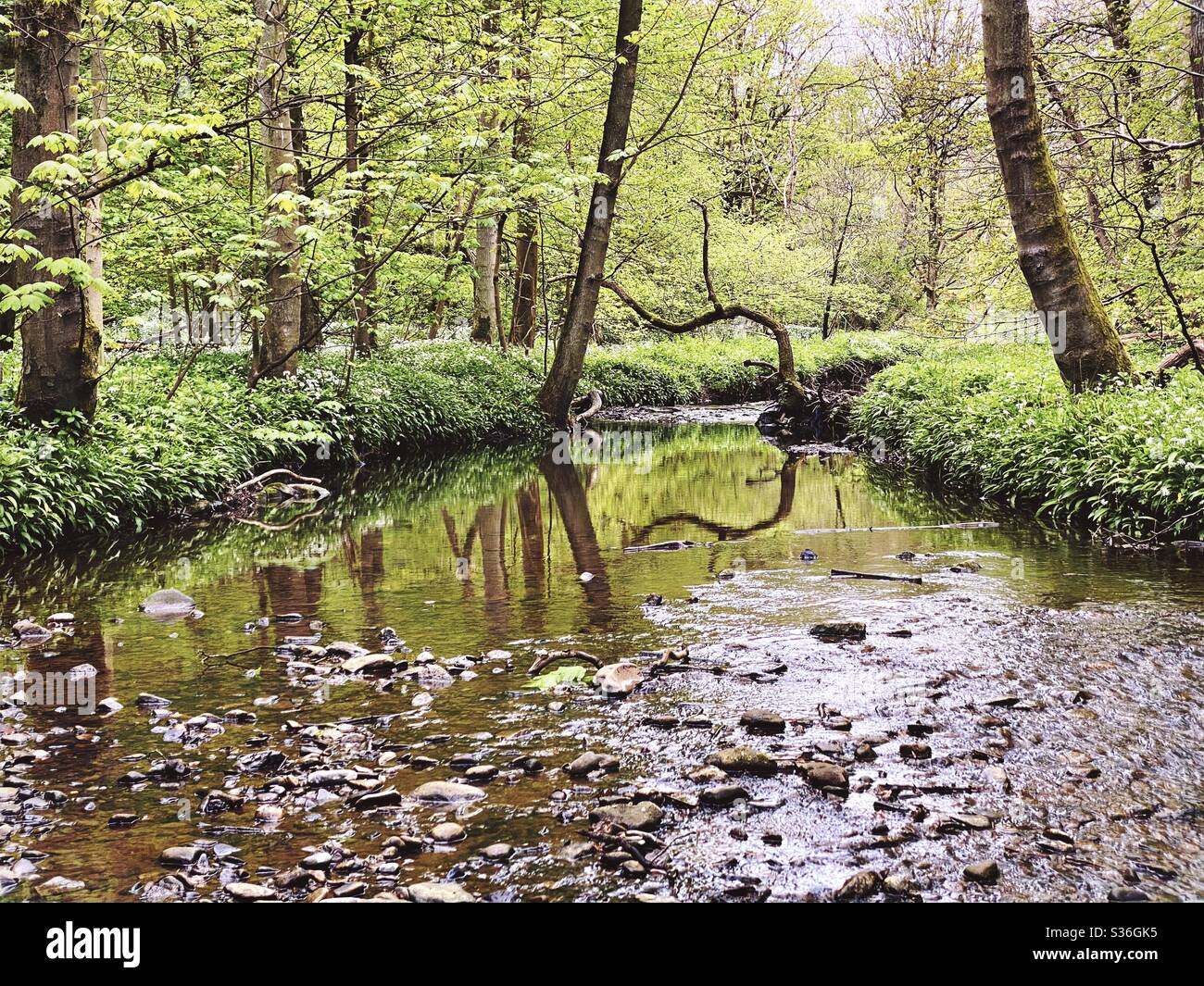 Mature trees in a rural British forest during golden hour. Scenic woodland trail along the banks of a small stream. Beauty in nature - Smartphone Captured Stock Image