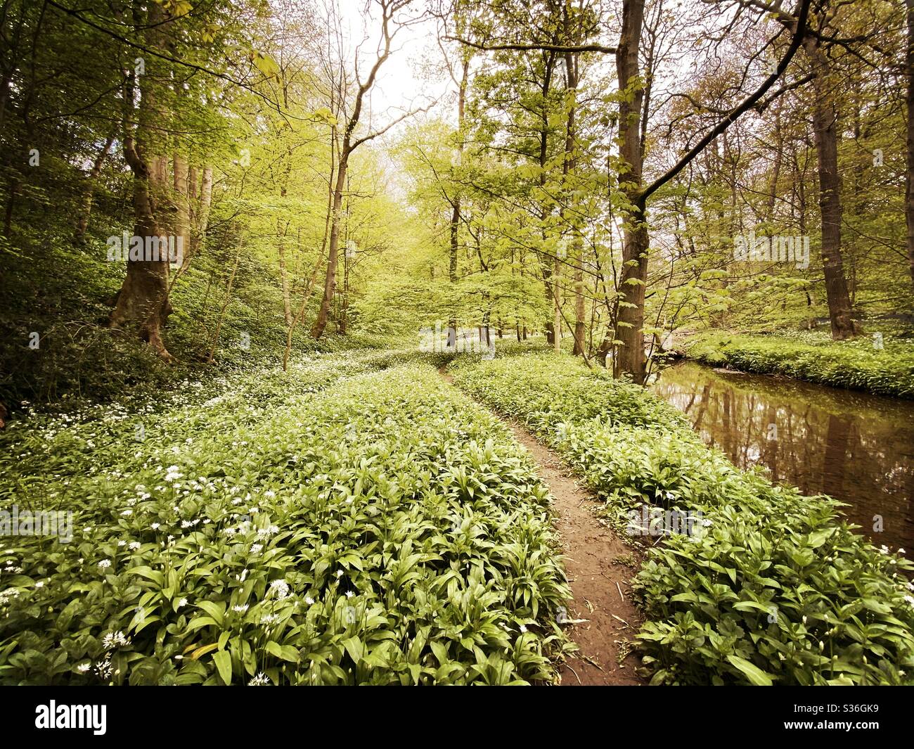Mature trees in a rural British forest during golden hour. Scenic woodland trail along the banks of a small stream with winding path along riverbank. Beauty in nature - Smartphone Captured Stock Image