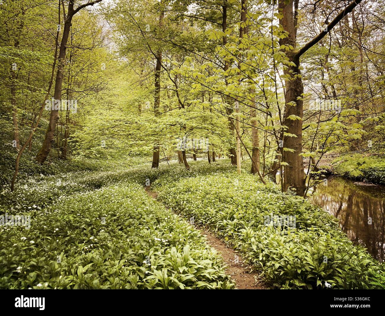 Mature trees in a rural British forest during golden hour. Scenic woodland trail along the banks of a small stream with winding path along riverbank. Beauty in nature - Smartphone Captured Stock Image