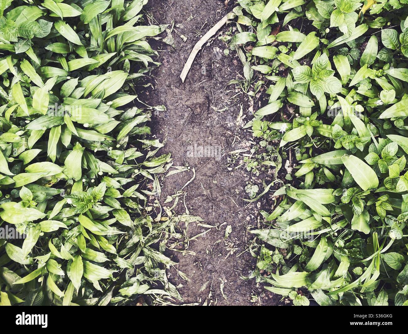 A top down view of a muddy path through a meadow of wild garlic - Smartphone Captured Stock Image
