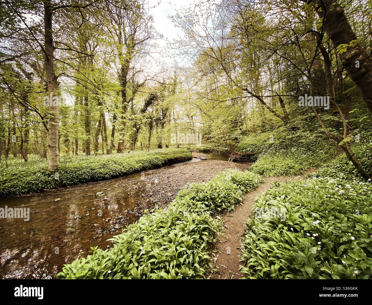 Mature trees in a rural British forest during golden hour. Scenic woodland trail along the banks of a small stream with winding path along riverbank. Beauty in nature - Smartphone Captured Stock Image