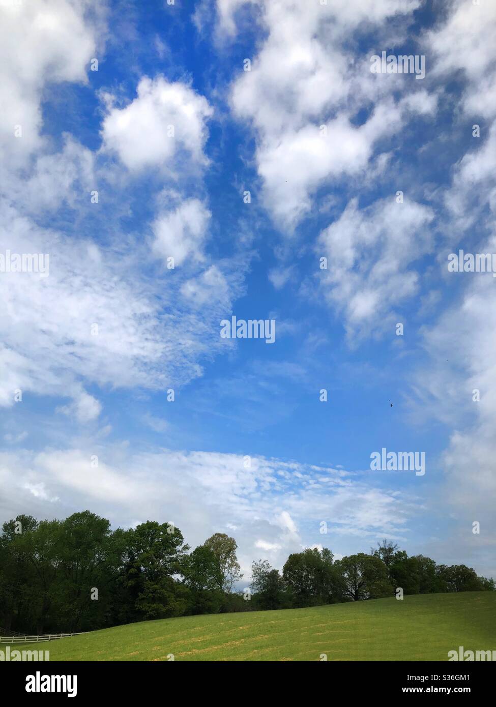 A beautiful cloudy blue sky above a green field and trees - Smartphone Captured Stock Image