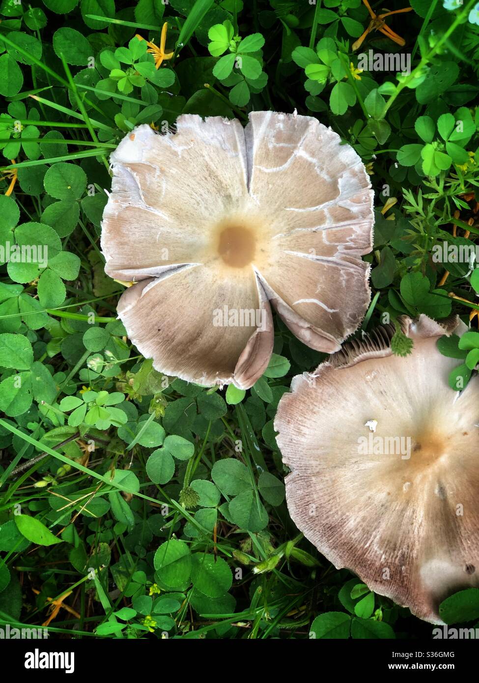 An overhead view of two mushrooms surrounded by clovers - Smartphone Captured Stock Image