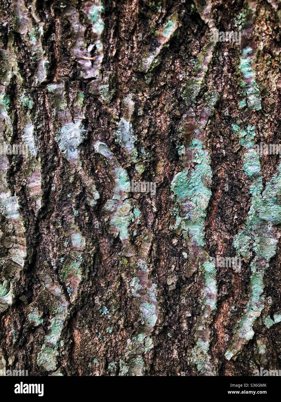 A closeup of green moss growing on a tree’s bark - Smartphone Captured Stock Image