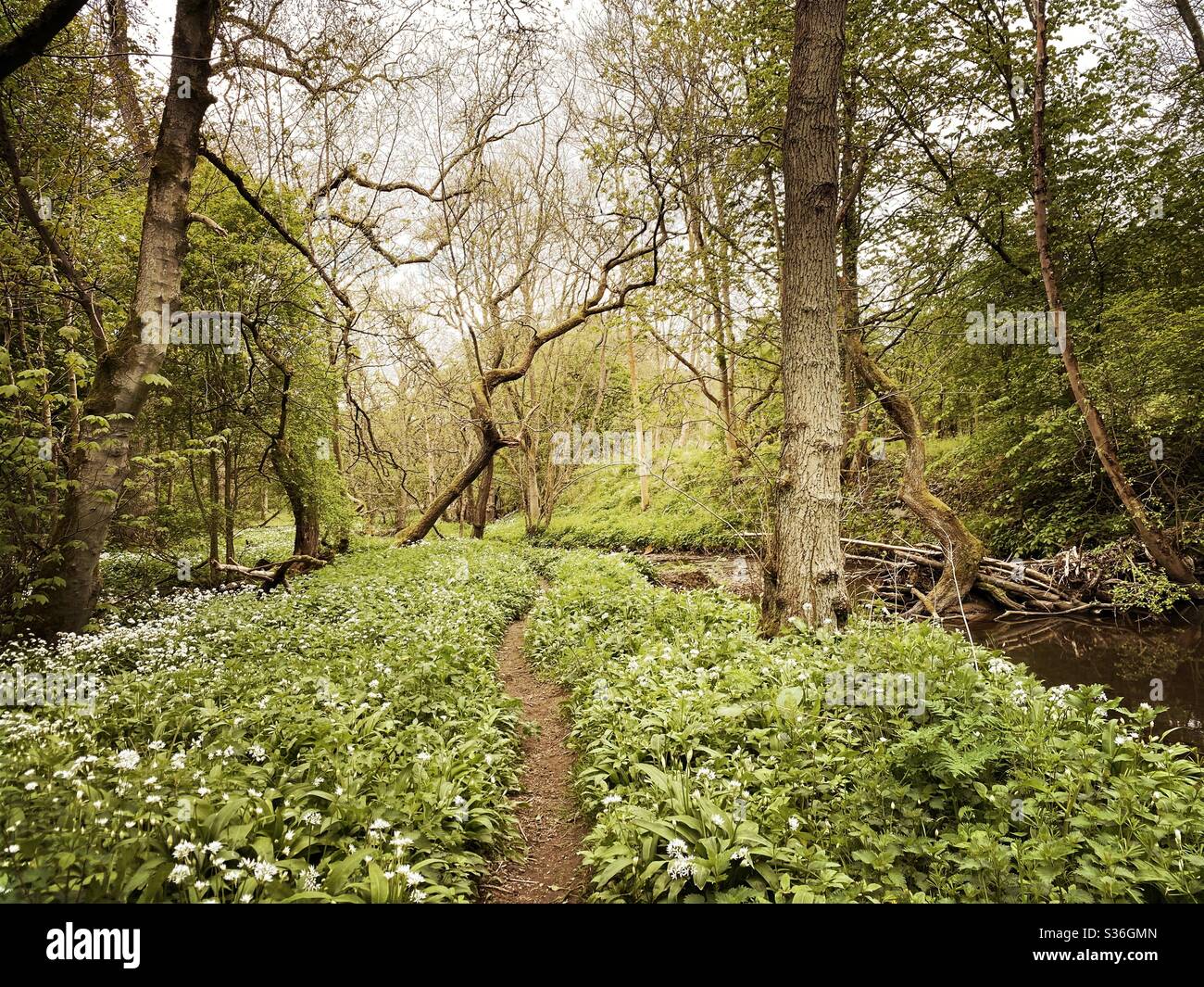 Mature trees in a rural British forest during golden hour. Scenic woodland trail along the banks of a small stream with winding path along riverbank. Beauty in nature - Smartphone Captured Stock Image