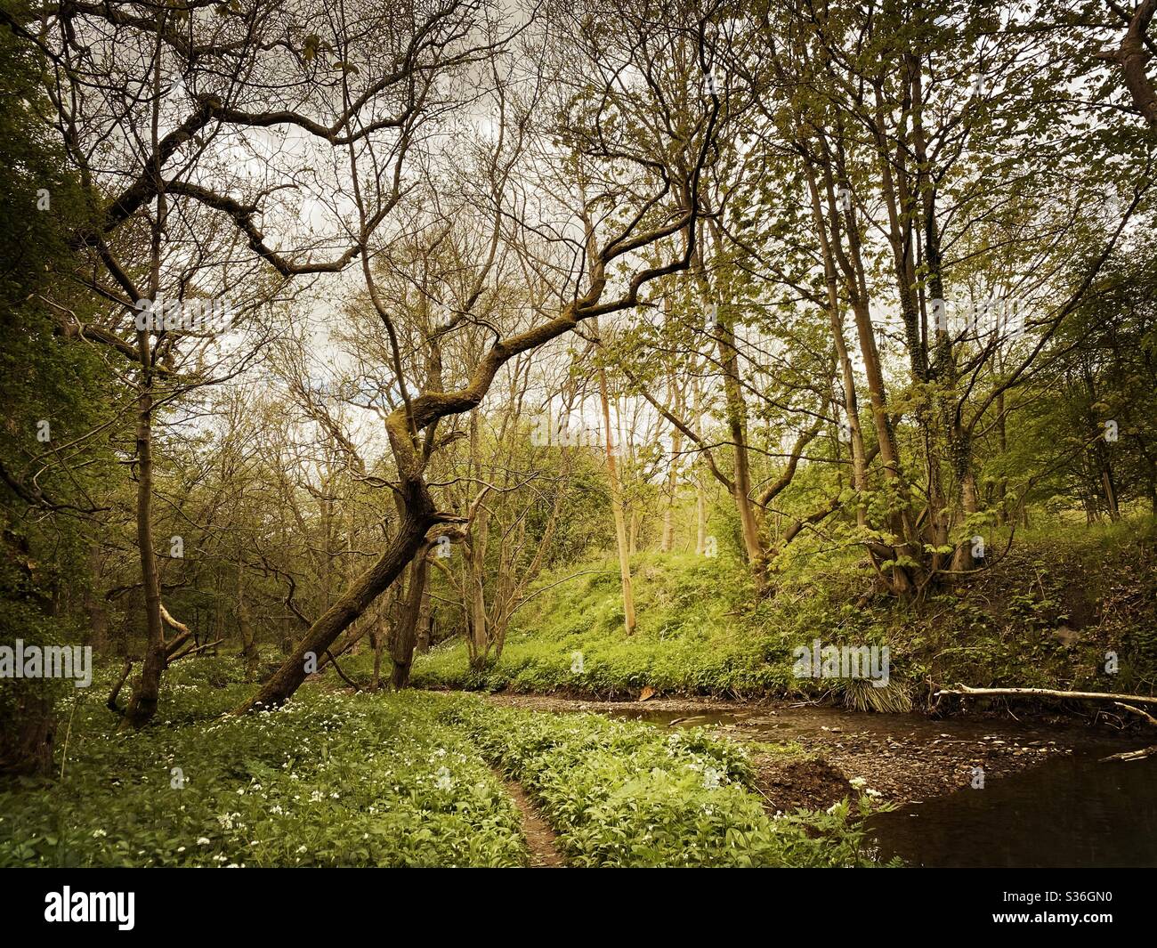 Mature trees in a rural British forest during golden hour. Scenic woodland trail along the banks of a small stream with winding path along riverbank. Beauty in nature - Smartphone Captured Stock Image