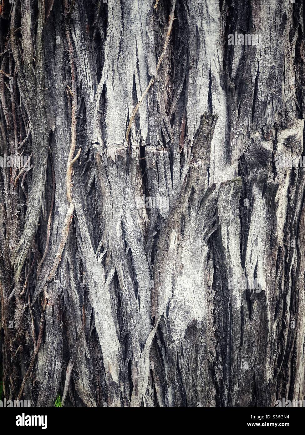 A closeup of peeling tree bark - Smartphone Captured Stock Image