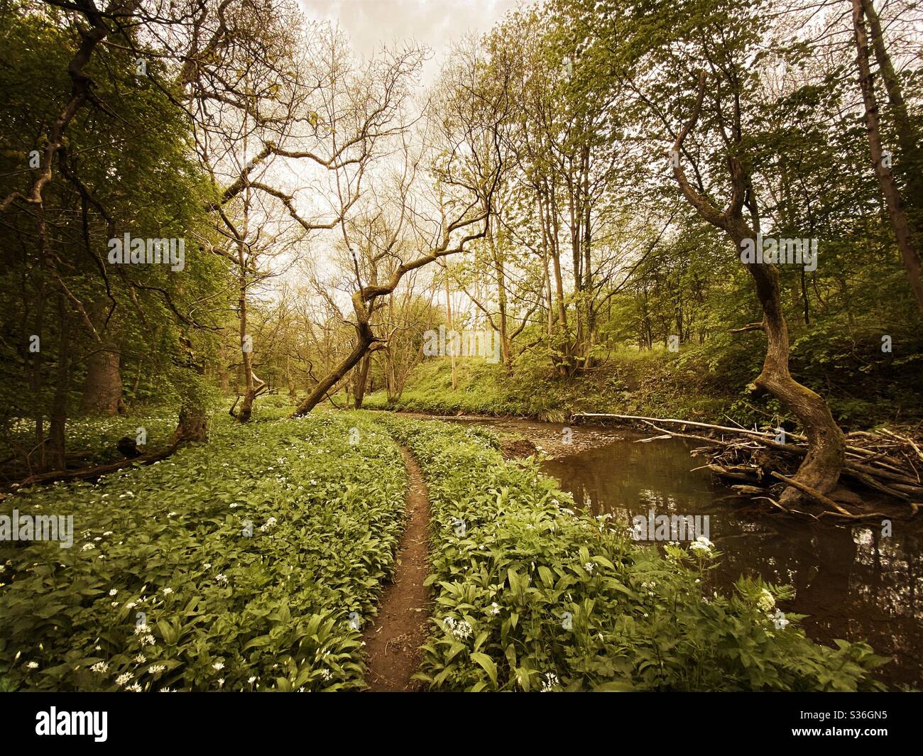 Mature trees in a rural British forest during golden hour. Scenic woodland trail along the banks of a small stream with winding path along riverbank. Beauty in nature - Smartphone Captured Stock Image