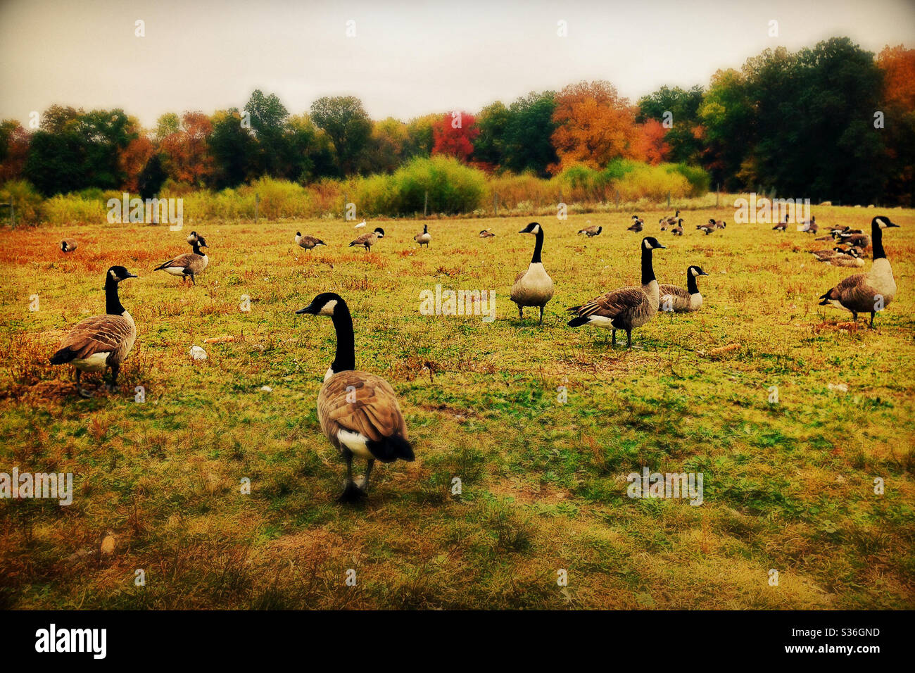 Flock of Canadian Geese in a Field in Autumn Stock Photo