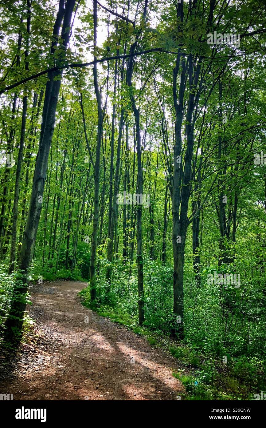 A beautiful path in the woods on a spring day - Smartphone Captured Stock Image
