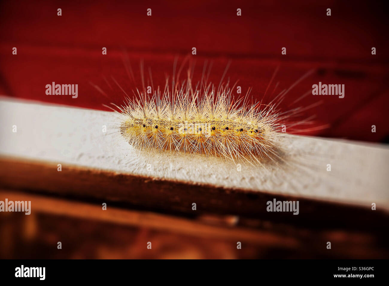 Close Up of Caterpillar Against Red Background Stock Photo