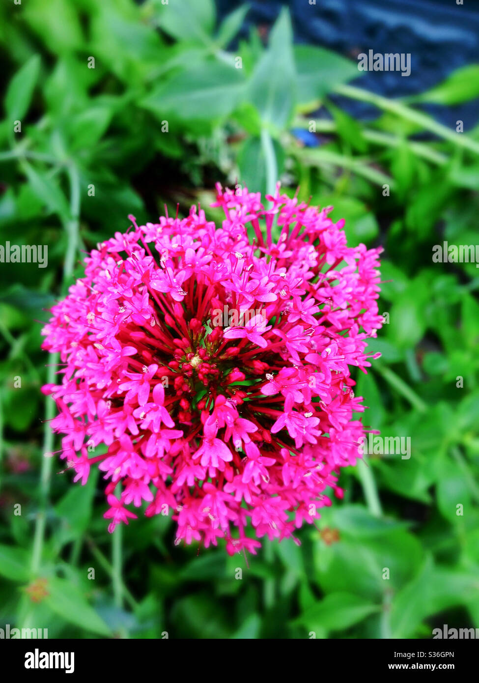 Bright Pink Flower in Backyard Garden Stock Photo