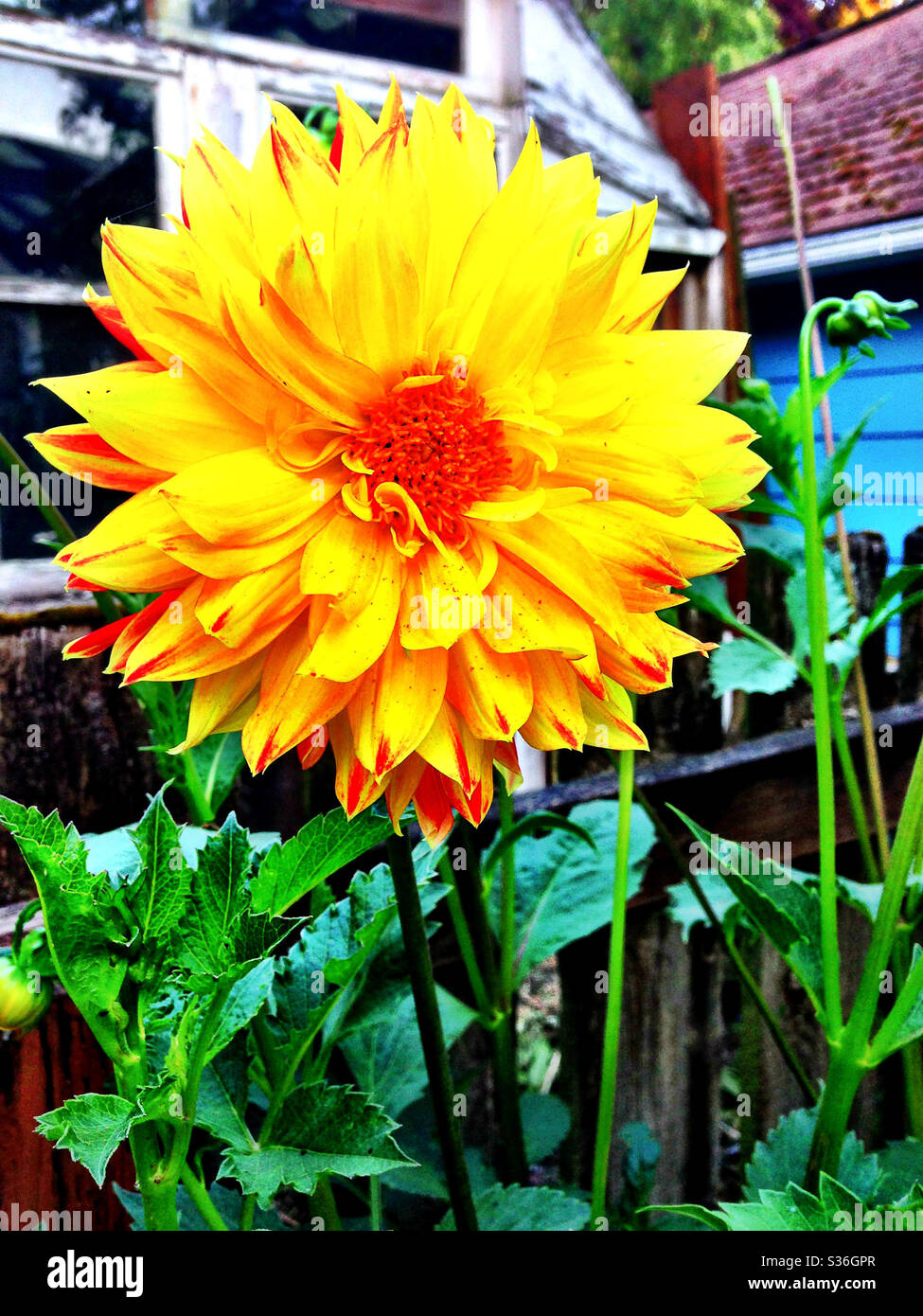 Bright Orange Sunflower in Backyard Garden Stock Photo