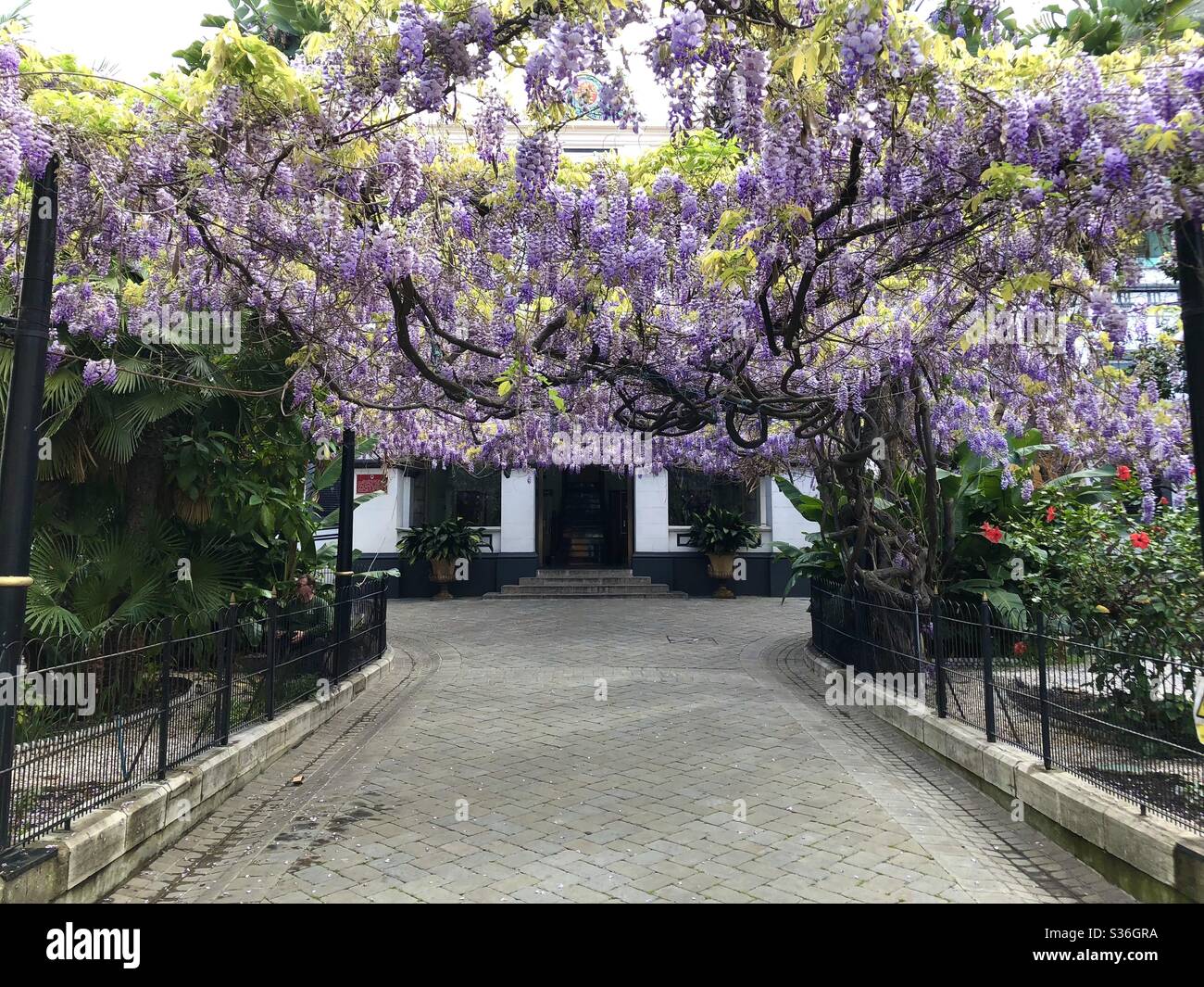 Wisteria outside the Magistrates Court in Gibraltar - Smartphone Captured Stock Image