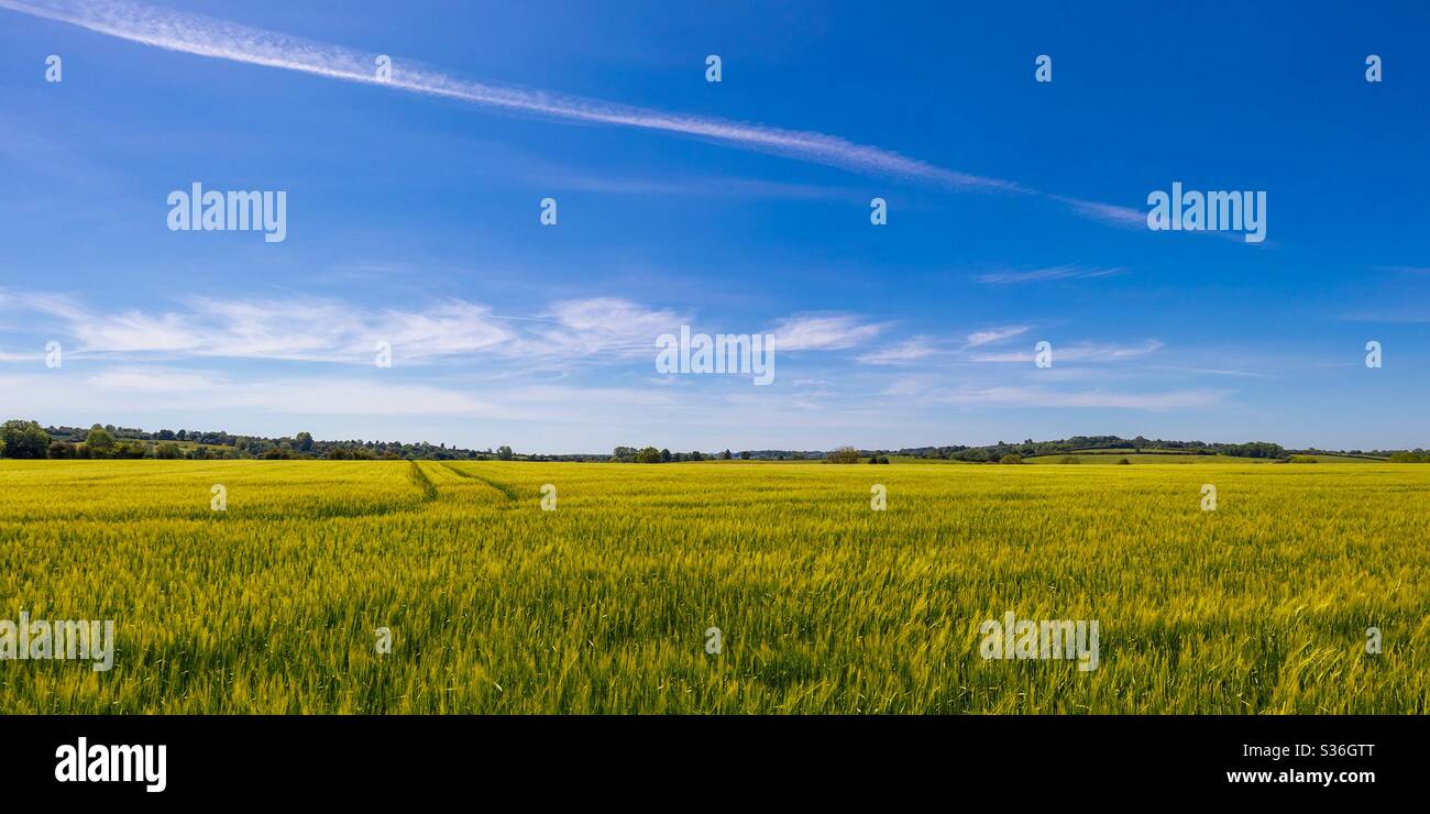 Beautiful Spring Field - Smartphone Captured Stock Image
