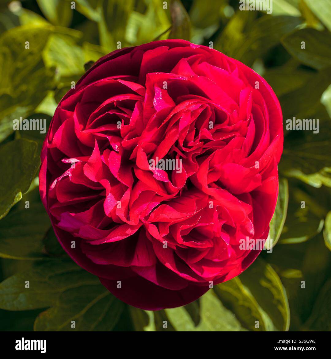 Beautiful red green flower plants hi-res stock photography and images ...