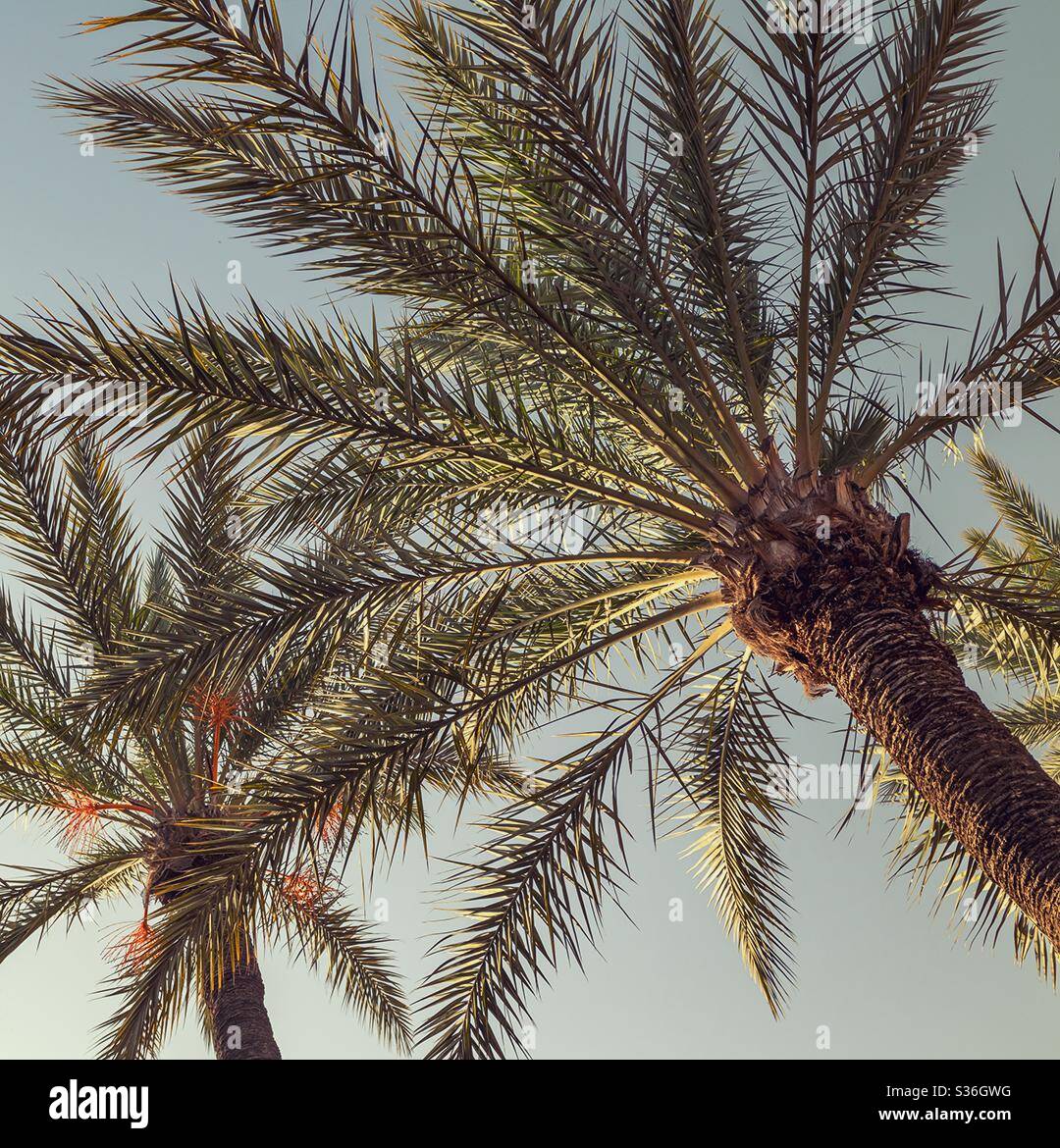 Sunset Palm Trees - Smartphone Captured Stock Image