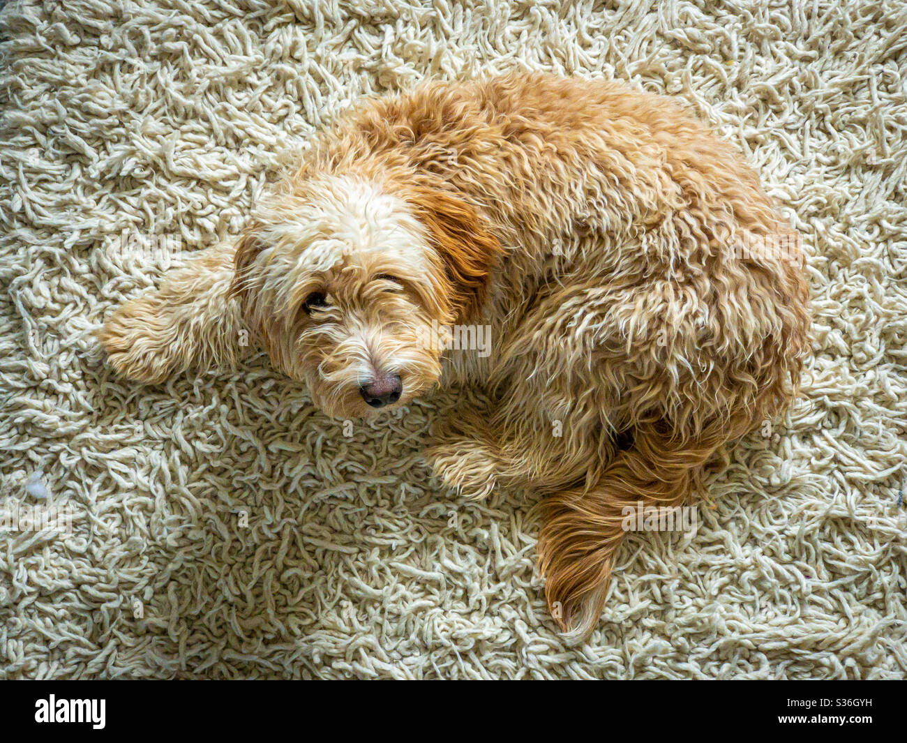 Cockerpoo hi-res stock photography and images - Alamy
