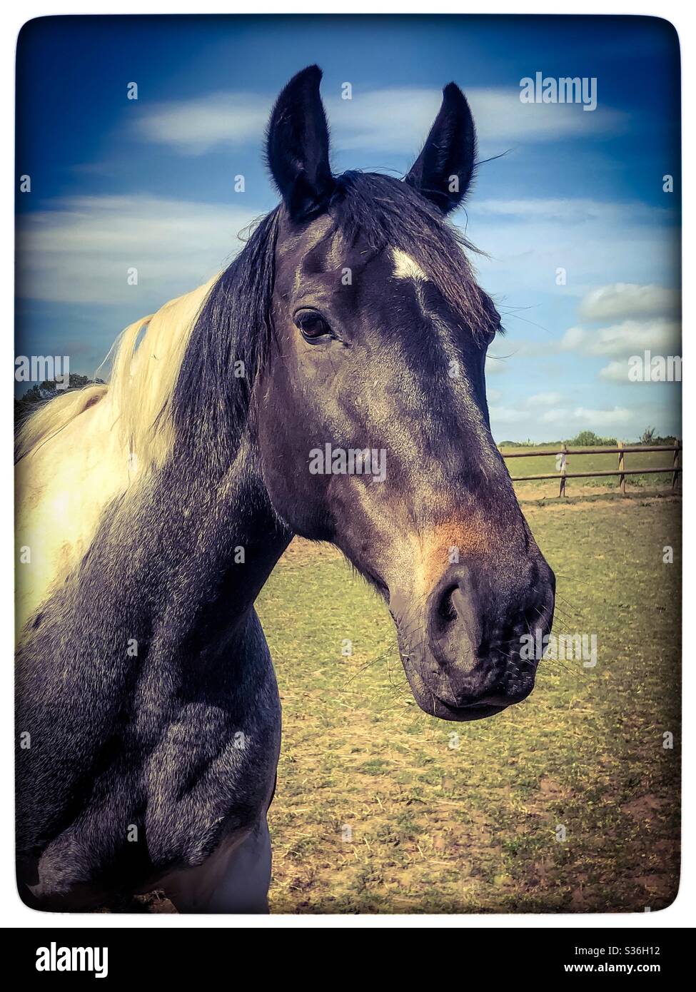 Strong as a horse hi-res stock photography and images - Alamy
