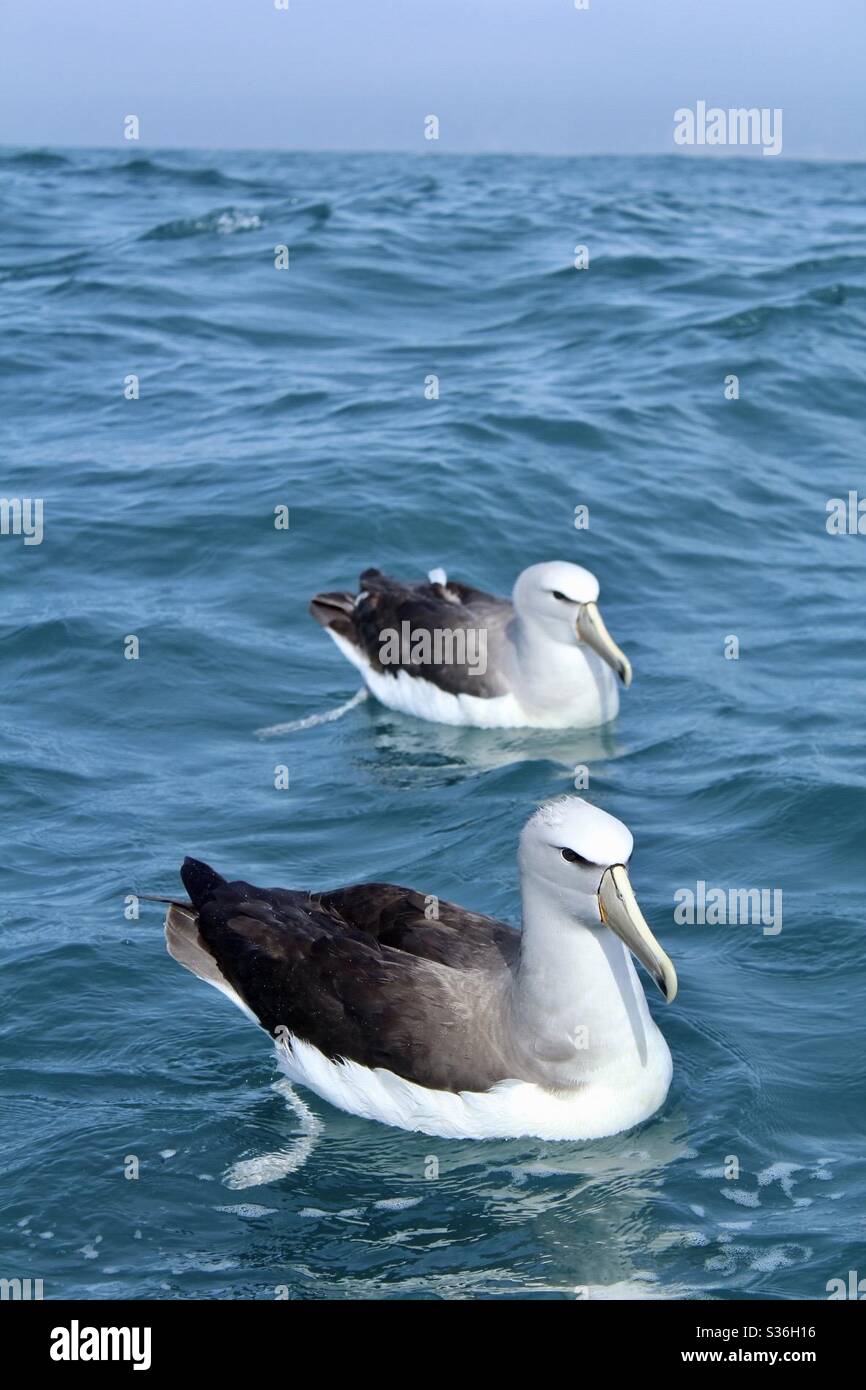 Albatross bird new zealand hi-res stock photography and images - Alamy