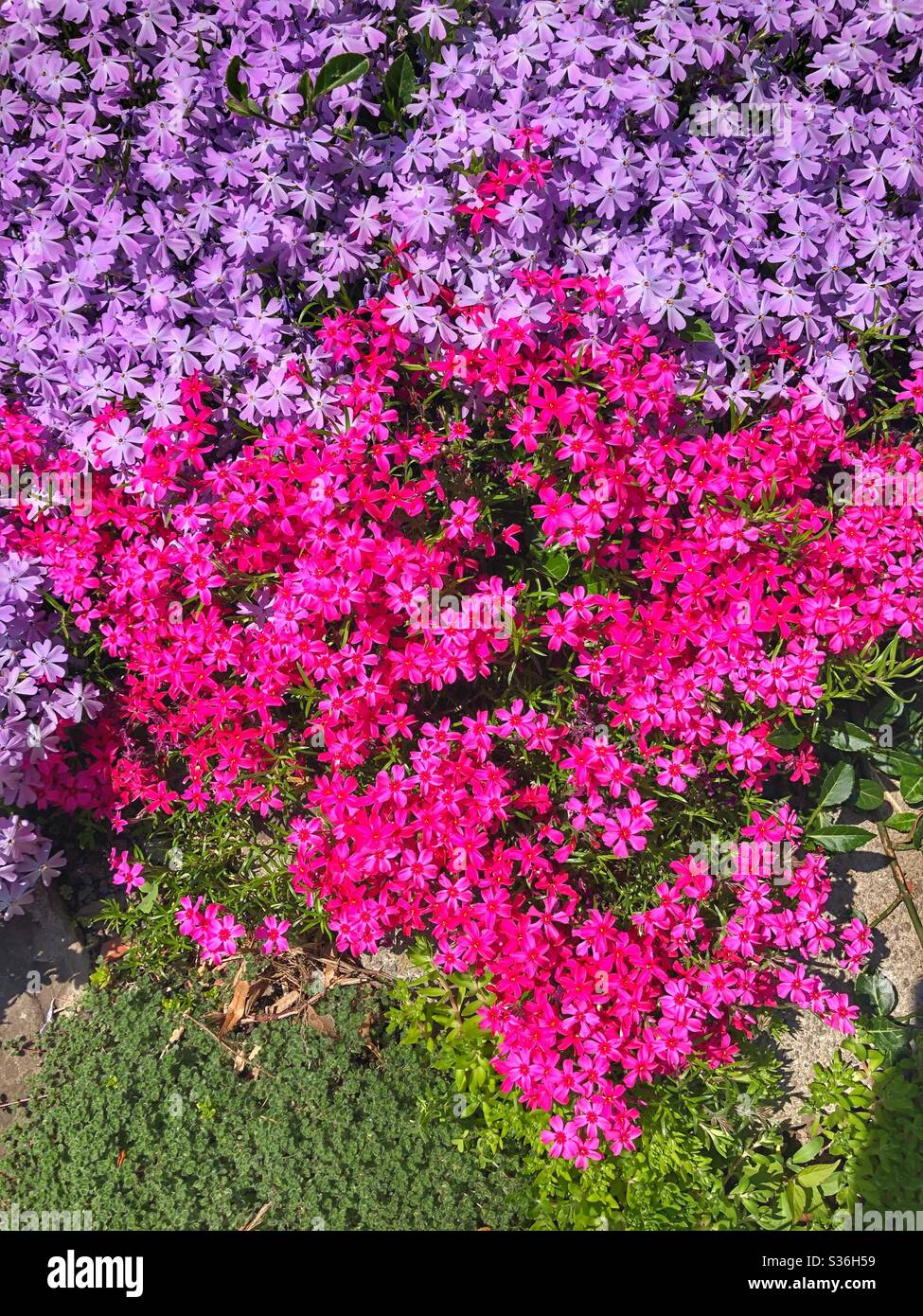 Pink purple clusters of flowers hi-res stock photography and images - Alamy