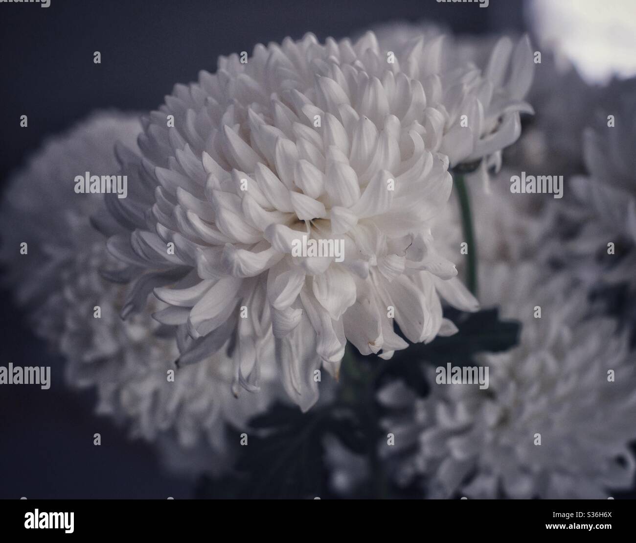 Chrysanthemum white flower hi-res stock photography and images - Alamy