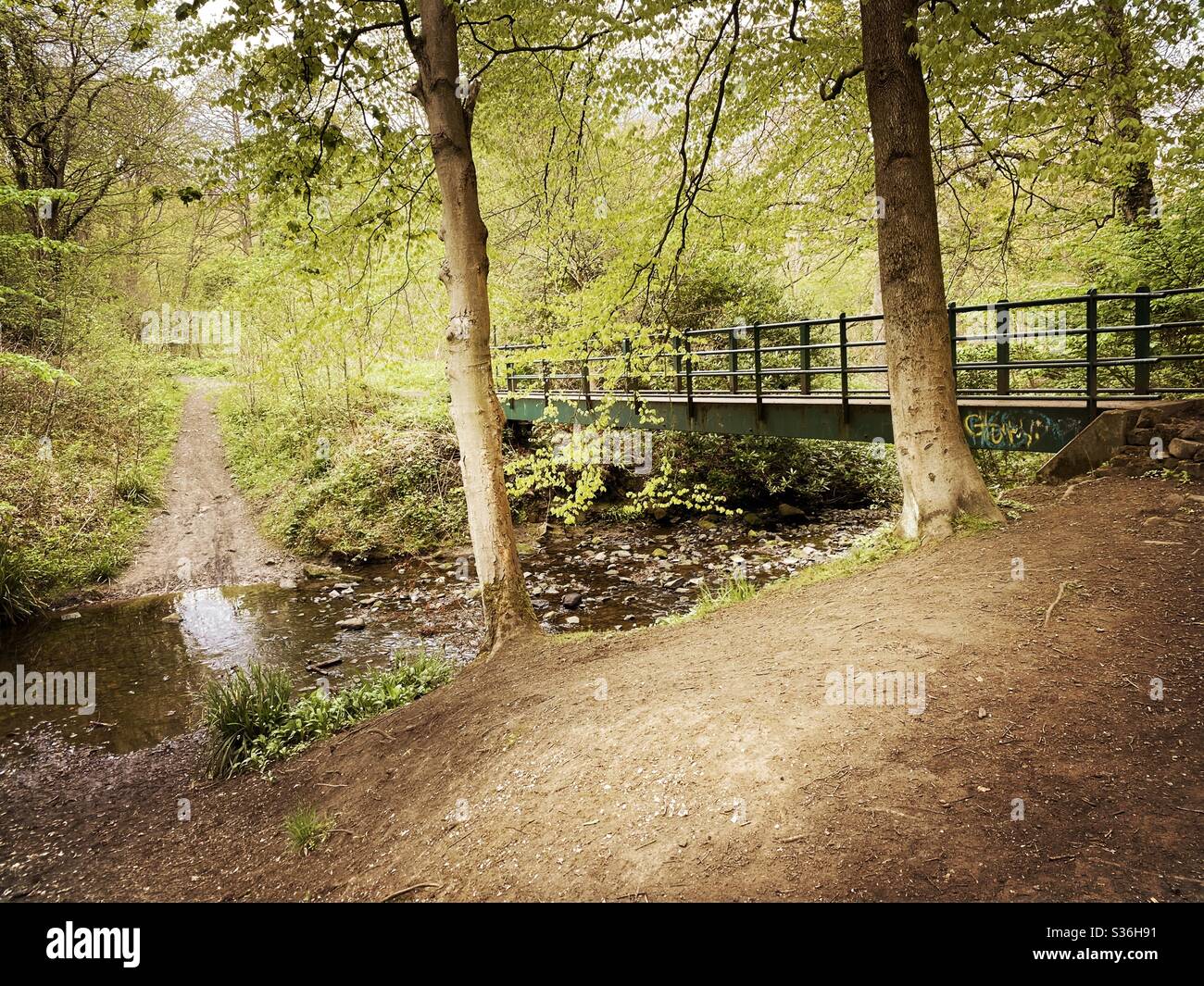 Mature trees in a rural British forest during golden hour. Scenic woodland trail along the banks of a small stream with green metal bridge over water. Beauty in nature - Smartphone Captured Stock Image