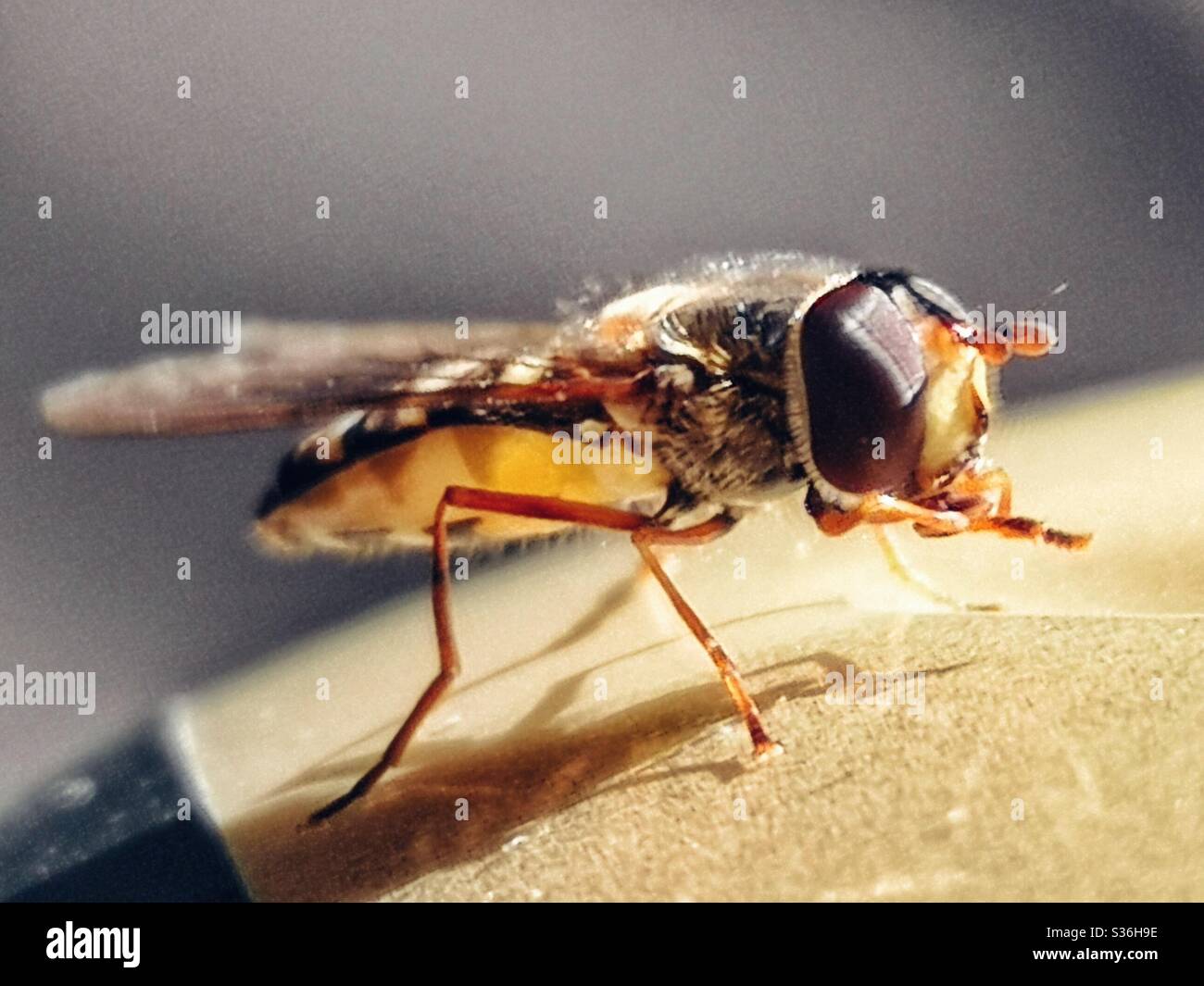 Macro shot of hover fly - Smartphone Captured Stock Image