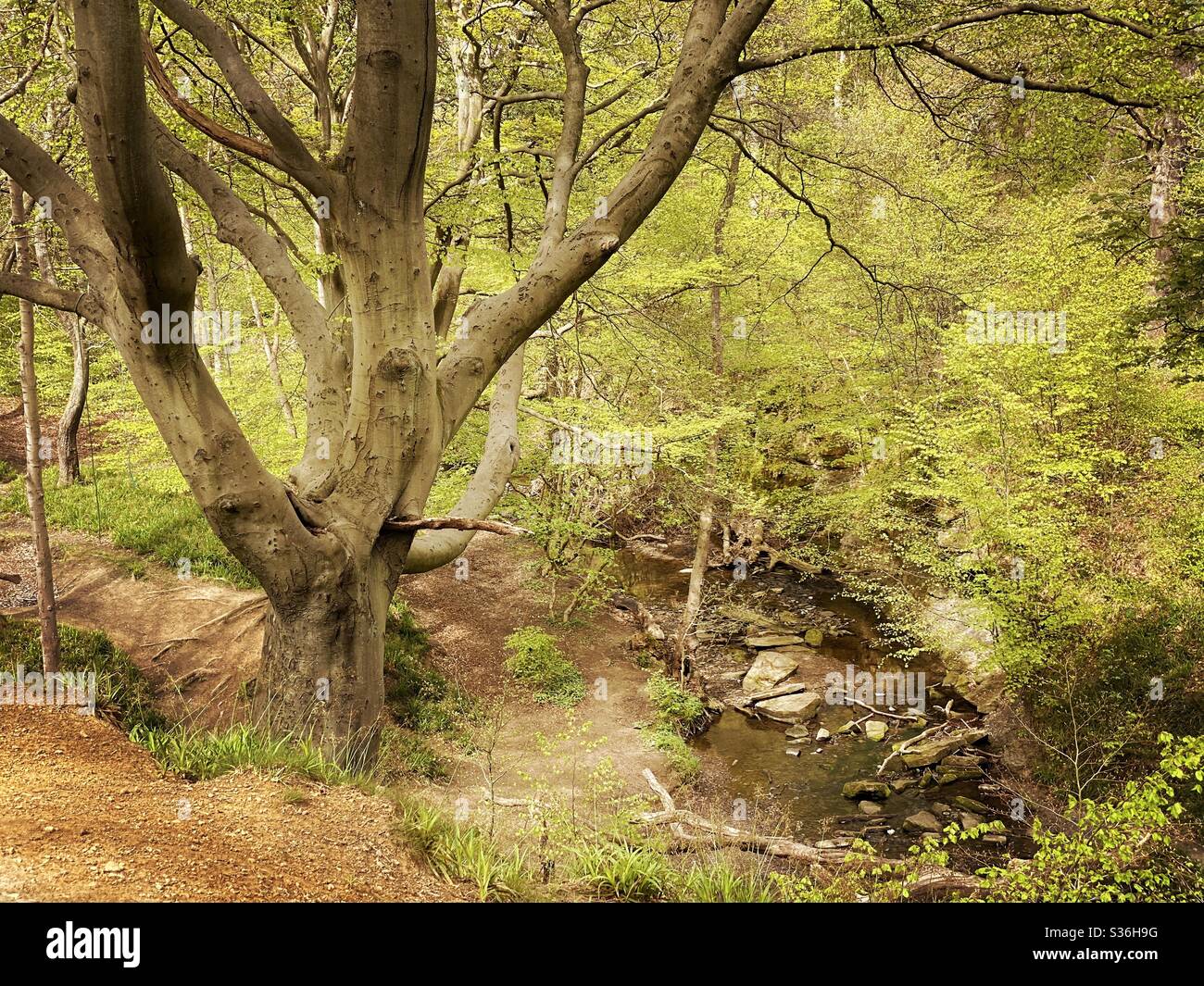 Mature trees in a rural British forest during golden hour with a warm glow. Natural treescape. Scenic woodland trail. High angle view with old tree on cliff above river - Smartphone Captured Stock Image