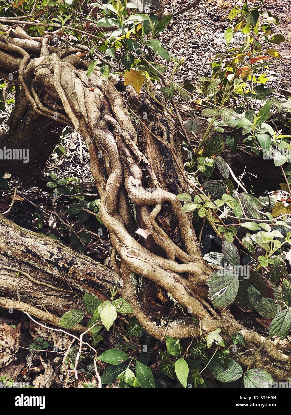 Gnarly roots of a dead tree. Fallen tree with twisted roots and vine plants. Closeup details Stock Photo