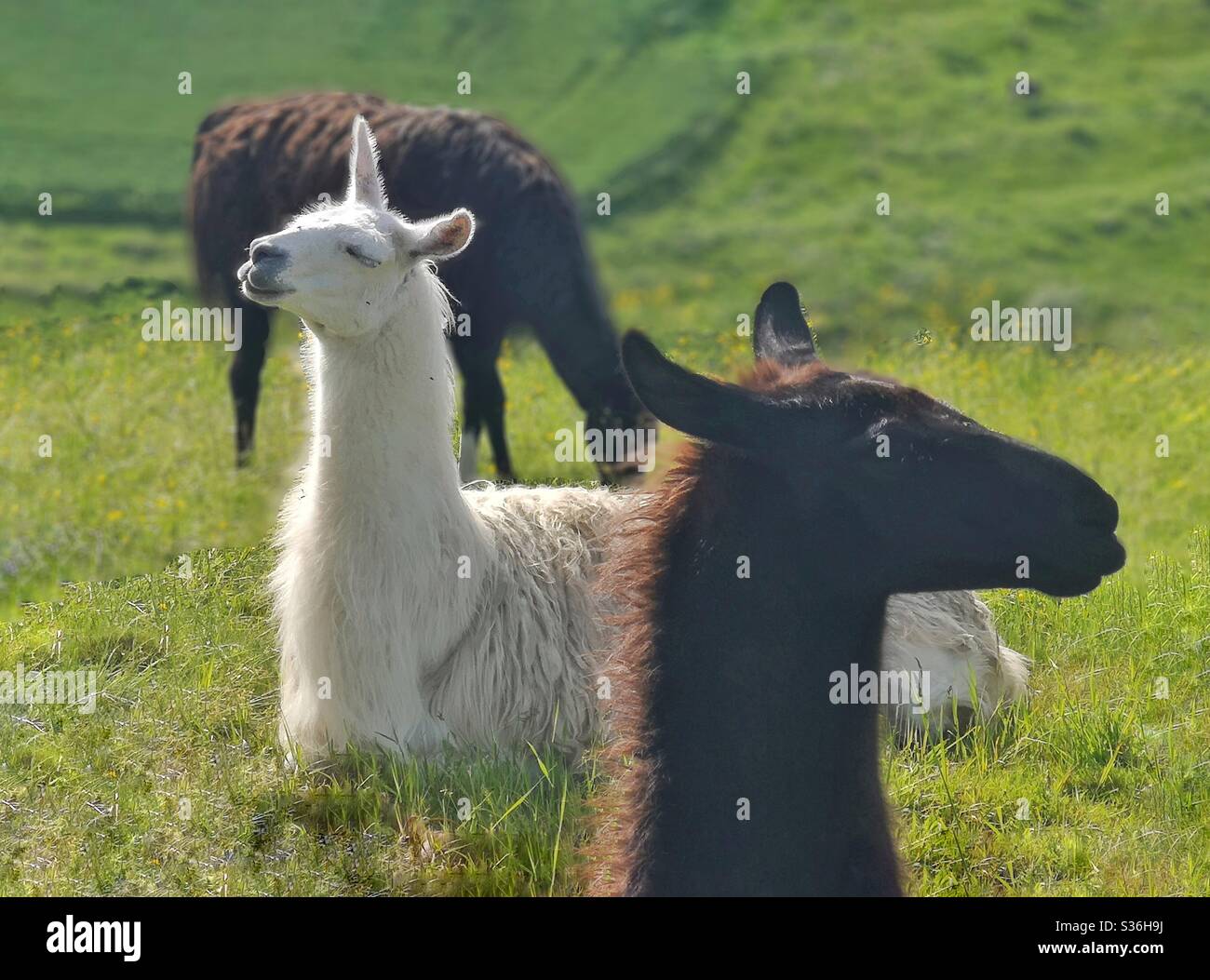 Alpacas in field, with one unicorn - Smartphone Captured Stock Image