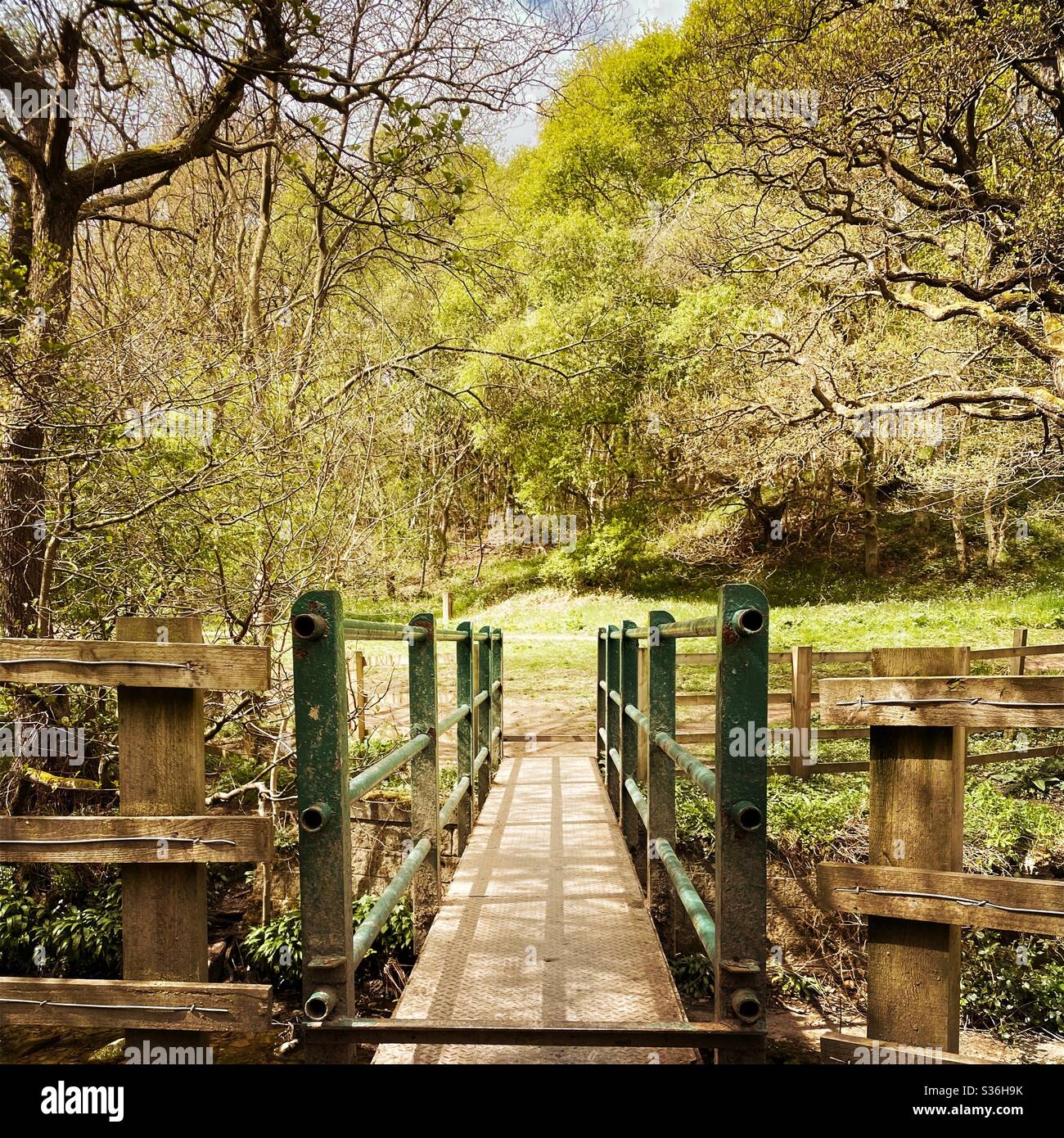 Looking over a small footbridge with leading lines towards lush green trees in a dense and mature British forest. Scenic woodland trail with steel foot bridge in foreground - Smartphone Captured Stock Image