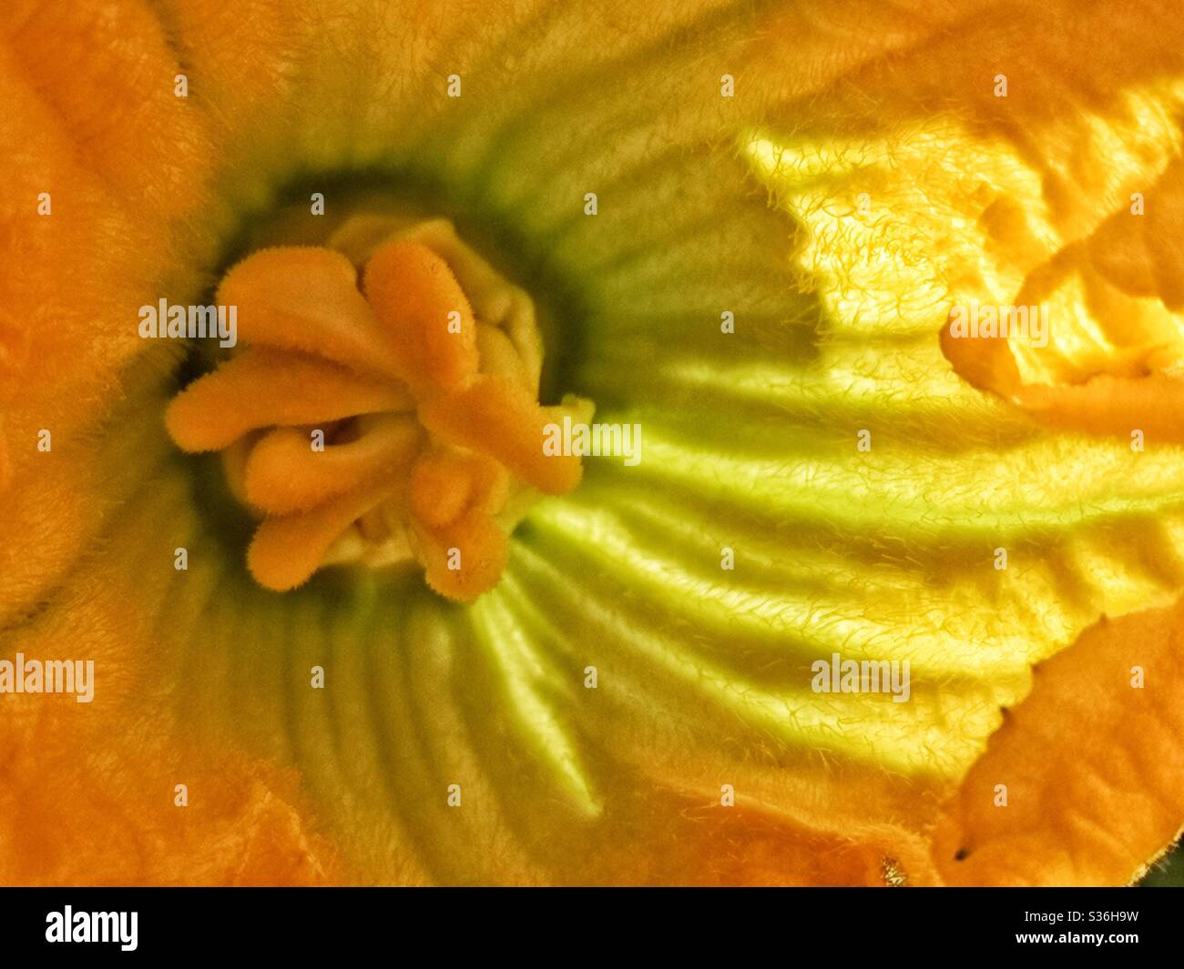 Closeup of couchette flower Stock Photo