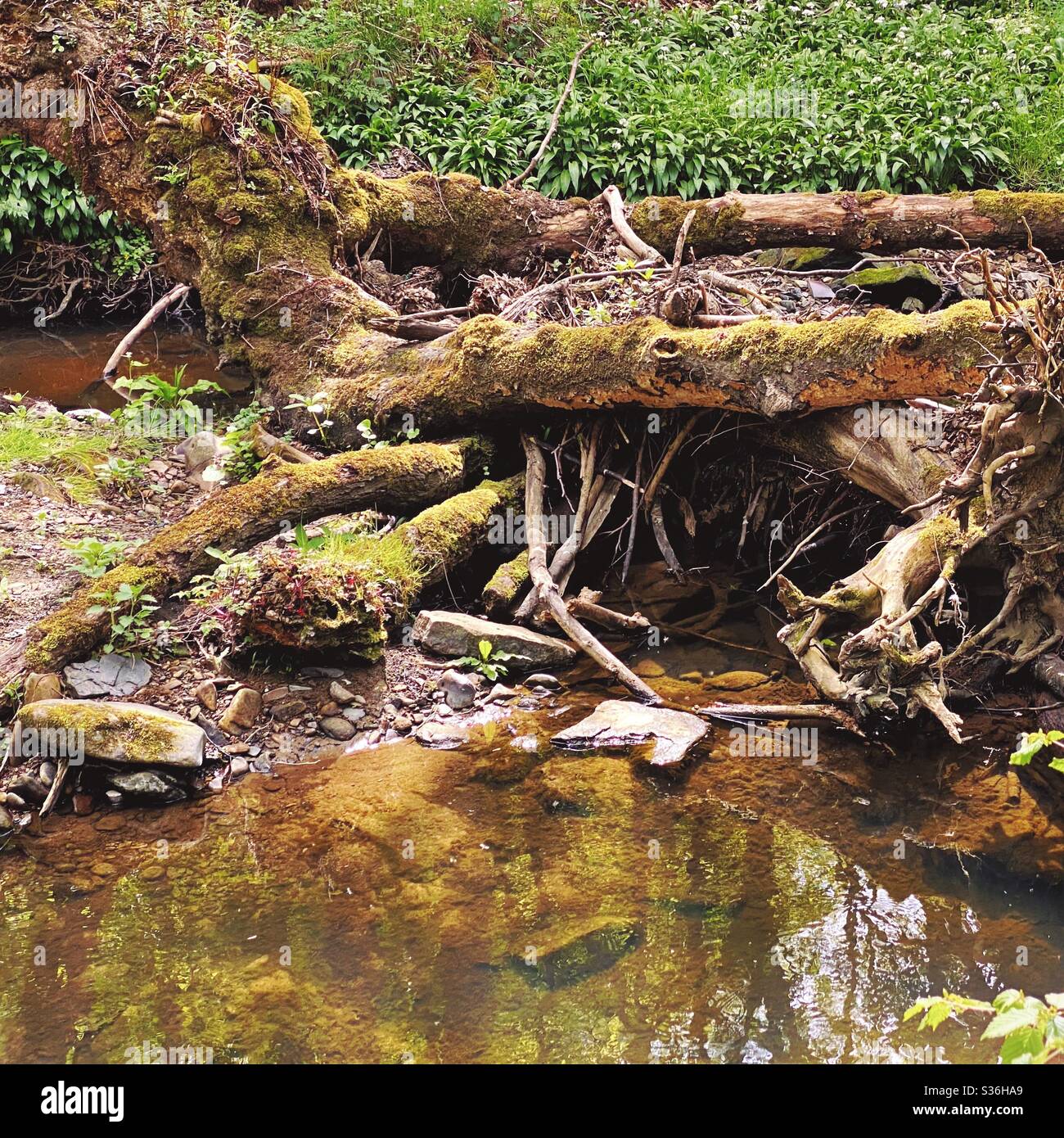 Fallen small tree smartphone stock photos and images - Alamy