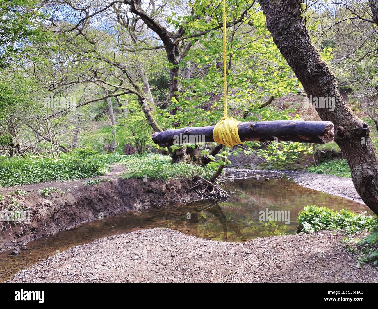 Close up details of a rope swing hanging from the branches of a mature tree in a forest. A small stick is tied with knot as a handle to swing over river below - Smartphone Captured Stock Image