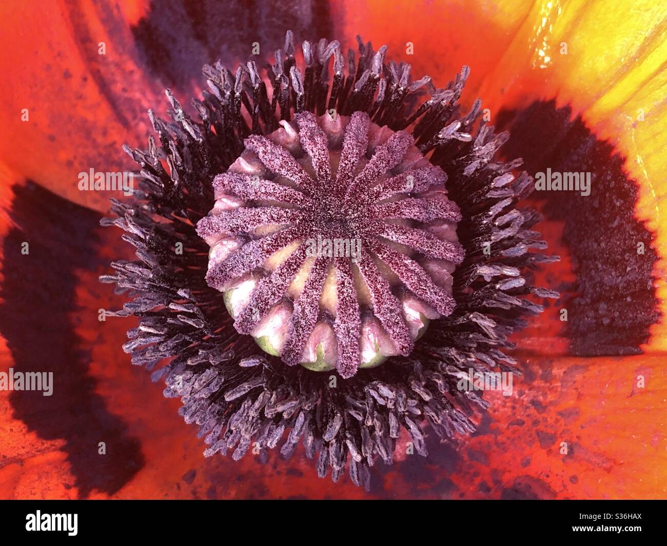 Close up of the inside of a Poppy flower Stock Photo