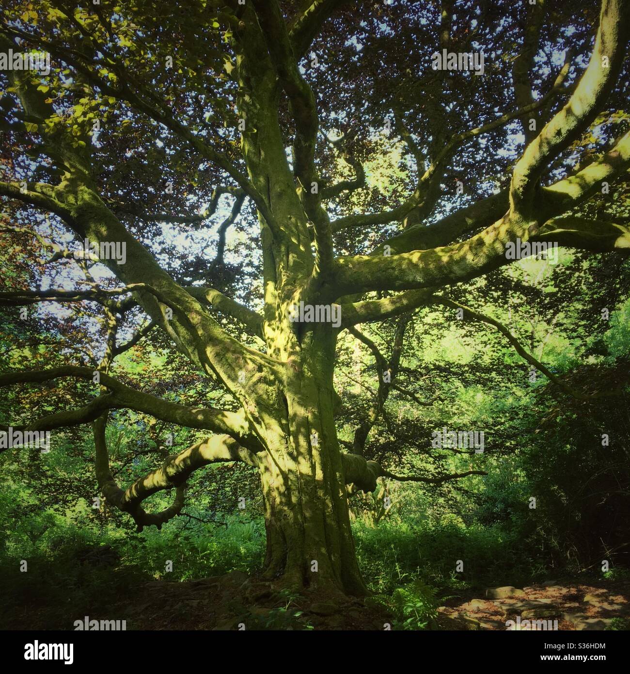 A photograph of a large beautiful beech tree in sunlight in a forest woodland. - Smartphone Captured Stock Image