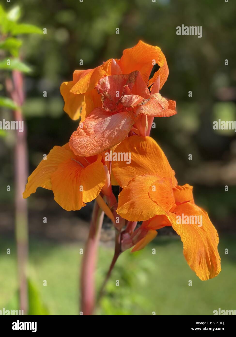 Bright orange canna flower bloom Stock Photo Alamy