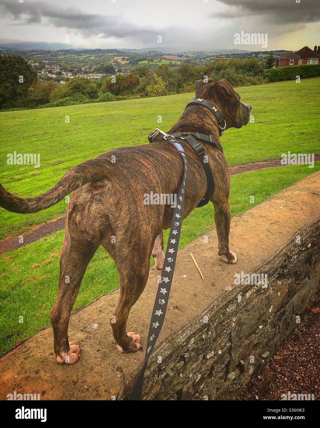 Bonnie deciding wether to chase the birds or not ?? Stock Photo