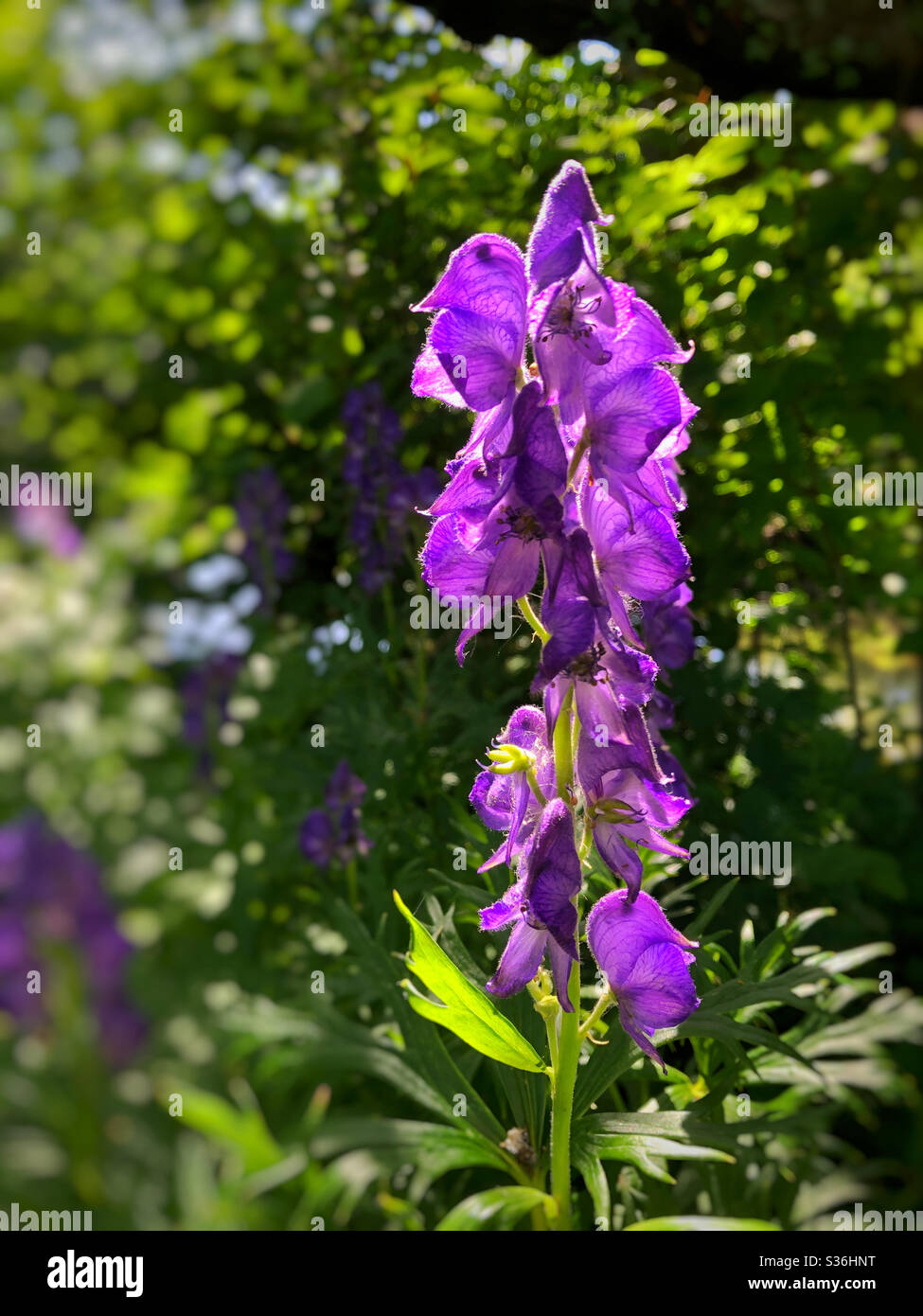 Monkshood (Aconitum sp) growing beside the River Ely, South Wales, May. - Smartphone Captured Stock Image