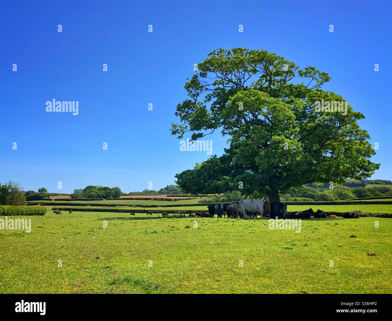 Pastoral scene, cows sheltering from the sun in the shadow of a large tree, South Wales, May. - Smartphone Captured Stock Image