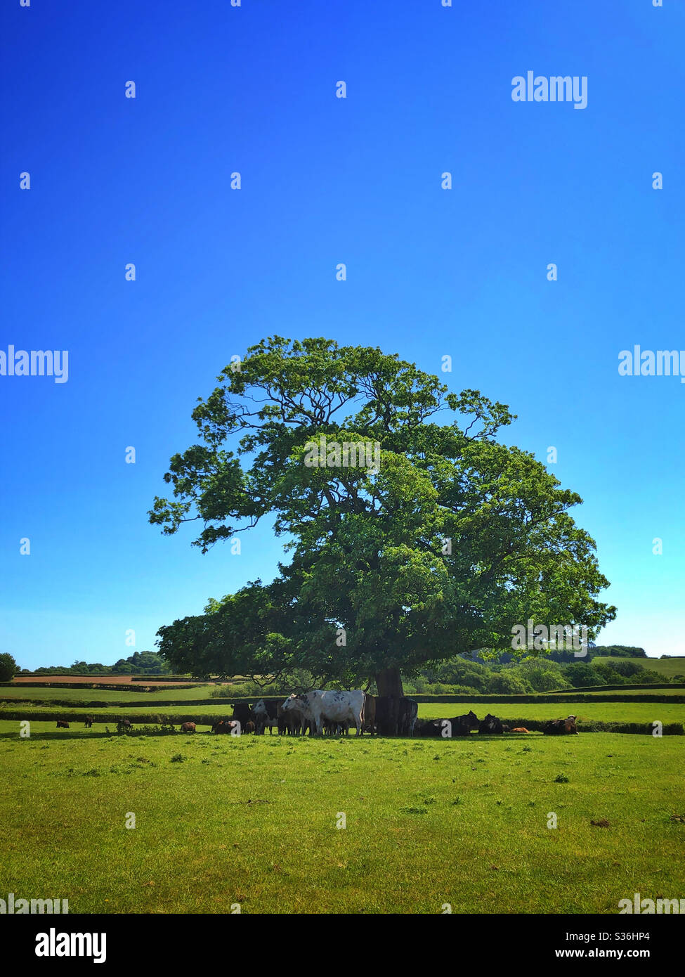 Herd of cows sheltering from the sun under a large tree, South Wales, May. - Smartphone Captured Stock Image
