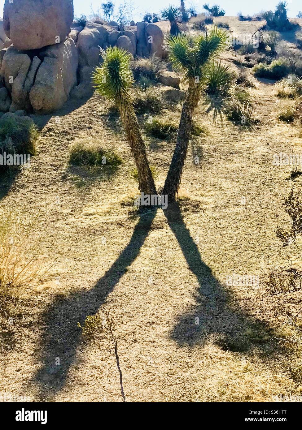 A double joshua tree with its reflected shadow in Joshua Tree National Park. Stock Photo