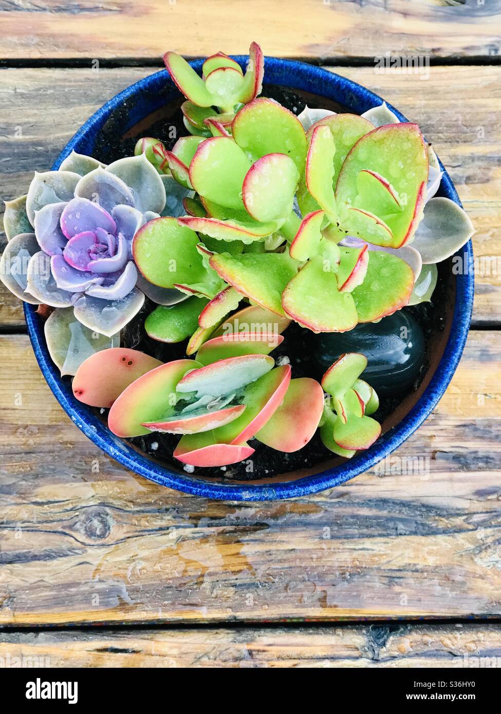 A top view of a blue planter full of a succulent variety. Stock Photo