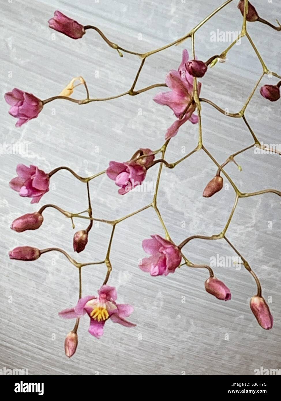 Tiny pink blooms of Onsidium Orchids with their delicate stems forming an intricate pattern, against a pale grey background - Smartphone Captured Stock Image