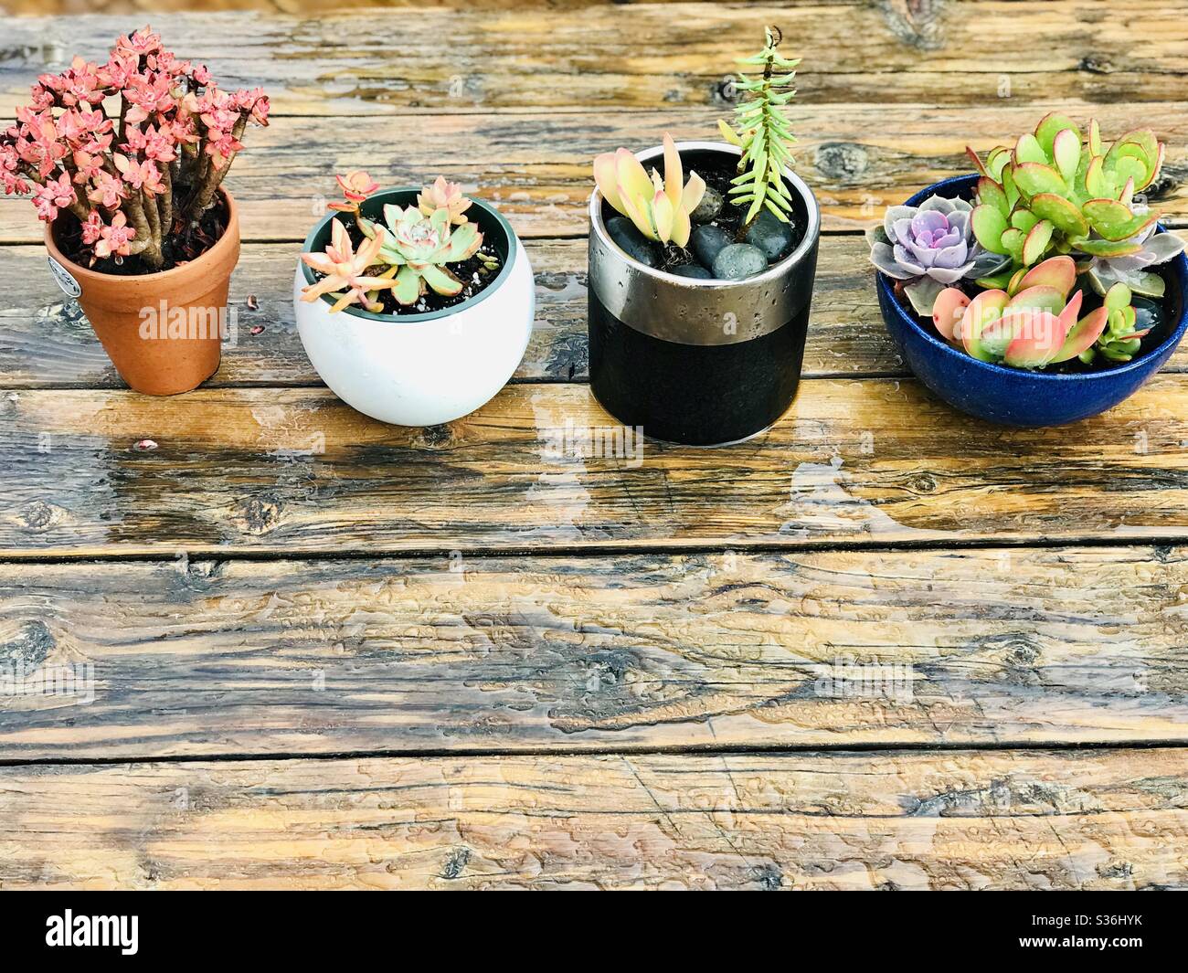 Four potted succulent plants set in a row on a table. Stock Photo
