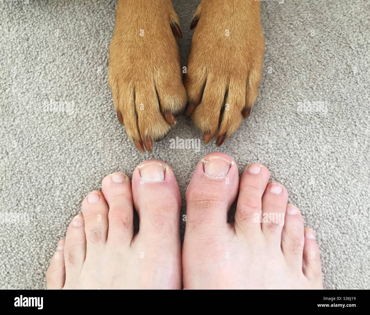 A foot selfie of human feet and dog’s paws Stock Photo