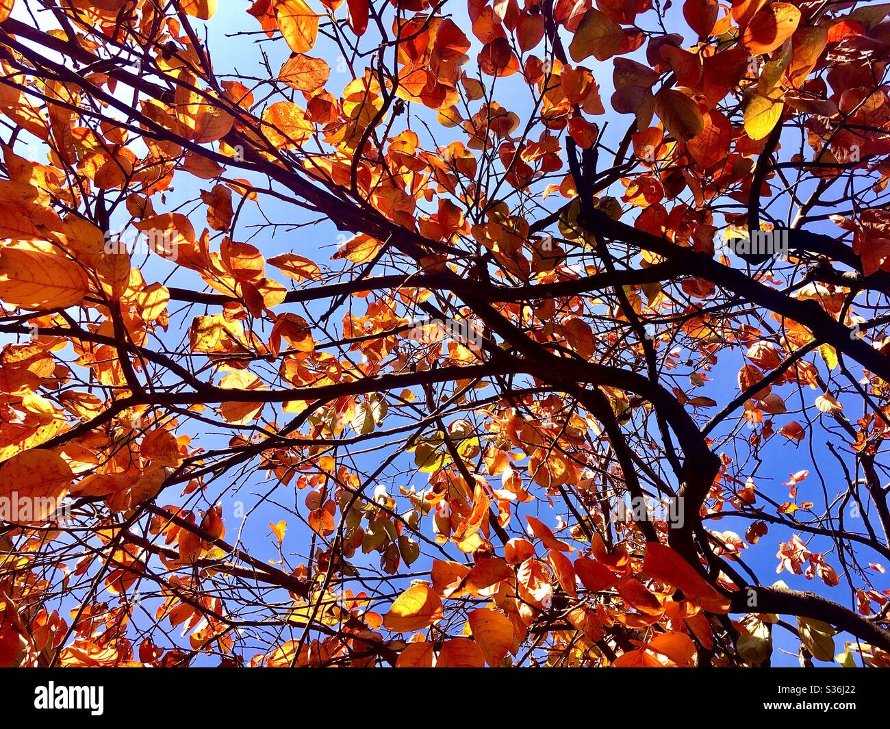 Some trees loose their leaves when dry season is comming like persimmon  fruits. The color of this picture makes sense because combinaison of blue  and orange color is well-matched Stock Photo -