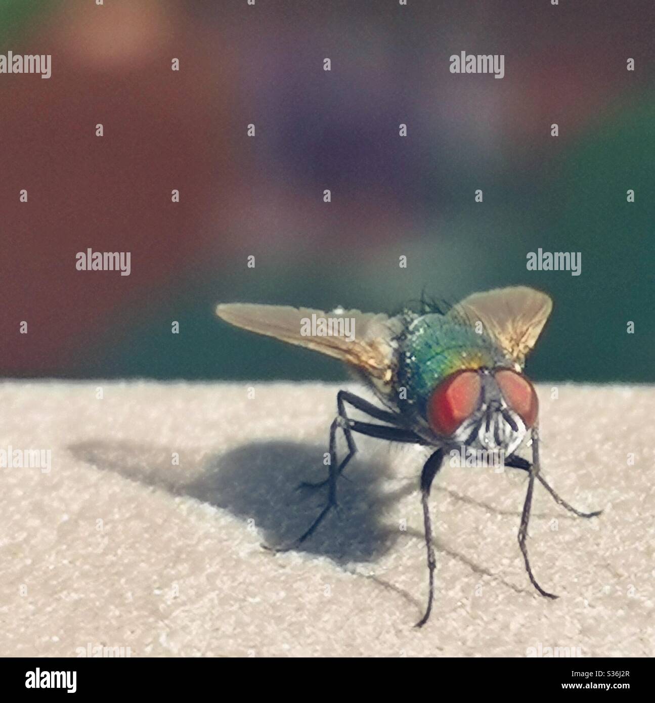 Macro shot of green bottle fly with red eyes - Smartphone Captured Stock Image